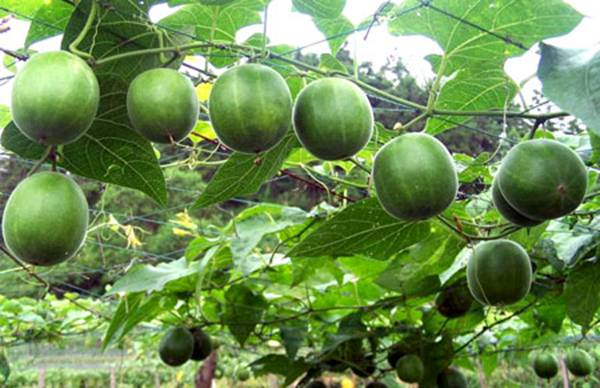 全国各地少见的特产水果|全国各地少见的特产